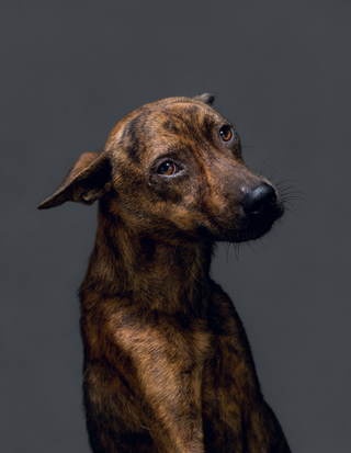 Illustration for article titled Portraits of abandoned dogs before being put down at a shelter